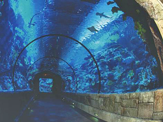 Hotel Mandalay Bay em Las Vegas - Shark Reef Túnel